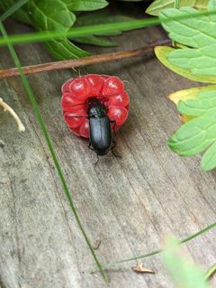 Pterostichus melanarius 321269585 by Alexandria 'Alex' Wenninger. Used under a CC BY 4.0 license.