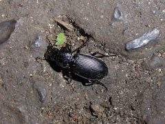 Pterostichus melanarius Elcho by Syrio. Used under a CC BY-SA 4.0 license.