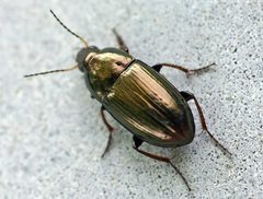 Amara aenea01 by wikipedia. Used under a Attribution license.