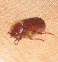 Holochelus Fraxinicola by Amara aenea. Used under a CC BY-SA 4.0 license.