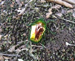 Protaetia speciosissima by Amara aenea. Used under a CC BY-SA 4.0 license.