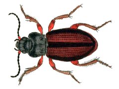 Amara alpina by Faunae Insektorm Germanica Initia. Deutschlands Insekten. Teil 3.. Used under a Public domain license.