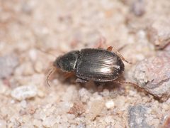 Amara anthobia 34265061 by Alexis. Used under a CC BY 4.0 license.