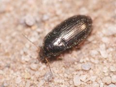 Amara anthobia 34265067 by Alexis. Used under a CC BY 4.0 license.