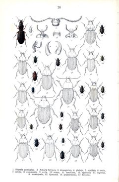 Reitter Amara u.a. by Edmund Reitter
. Used under a Public domain license.