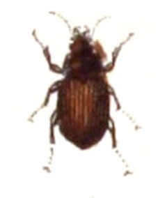 Amara.communis.-.calwer.06.12 by Emil Hochdanz
. Used under a Public domain license.