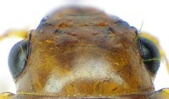 Amara fulva head by Siga. Used under a CC BY-SA 4.0 license.