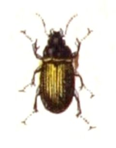 Amara.lunicollis.-.calwer.06.11 by Emil Hochdanz
. Used under a Public domain license.