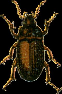 Amara lunicollis Jacobson by Georgiy Jacobson. Used under a Public domain license.