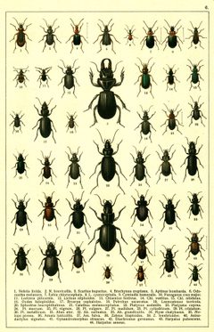 Georgiy Jacobson - Beetles Russia and Western Europe - plate 06 by see in description. Used under a Public domain license.