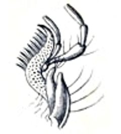 Loricera pilicornis Maxille by Reitter. Used under a Public domain license.