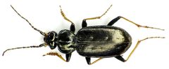 Loricera pilicornis bl2 by Siga. Used under a CC BY-SA 3.0 license.