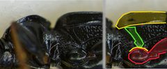 Loricera pilicornis detail1 by Siga. Used under a CC BY-SA 3.0 license.