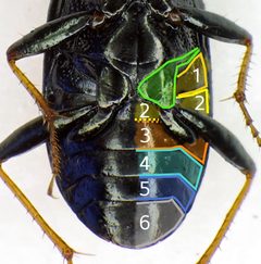 Loricera pilicornis detail2 by Siga. Used under a CC BY-SA 3.0 license.