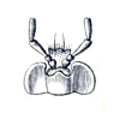 Loricera pilicornis labium by Reitter. Used under a Public domain license.