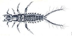 Loricera pilicornis larva by Reitter. Used under a Public domain license.