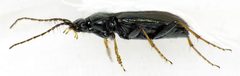 Loricera pilicornis side by Siga. Used under a CC BY-SA 3.0 license.