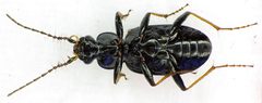 Loricera pilicornis underside by Siga. Used under a CC BY-SA 3.0 license.