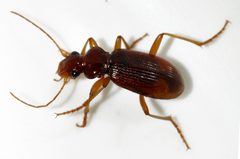 Leistus-ferrugineus-05-fws by Francisco Welter-Schultes. Used under a CC0 license.