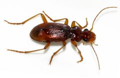 Leistus-ferrugineus-07-fws by Francisco Welter-Schultes. Used under a CC0 license.