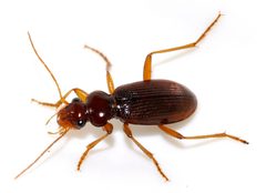 Leistus-ferrugineus-11-fws by Francisco Welter-Schultes. Used under a CC0 license.