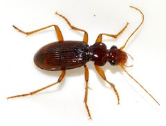 Leistus-ferrugineus-12-fws by Francisco Welter-Schultes. Used under a CC0 license.