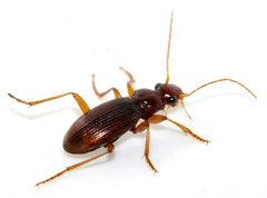 Leistus-ferrugineus-13-fws by Francisco Welter-Schultes. Used under a CC0 license.
