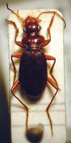 Leistus ferrugineus by M. Virtala. Used under a Copyrighted free use license.