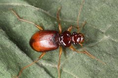 Leistus ferrugineus - inat 397221086 by {{{name}}}. Used under a CC BY 4.0 license.