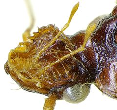Leistus ferrugineus head under by Siga. Used under a CC BY-SA 3.0 license.