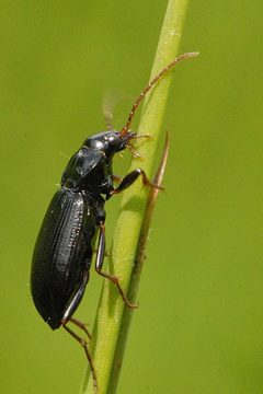 Nebria.brevicollis.-.lindsey by James K. Lindsey. Used under a CC BY-SA 3.0 license.