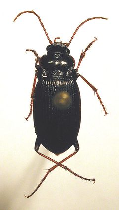 Nebria brevicollis by M. Virtala. Used under a Copyrighted free use license.