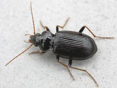 Nebria brevicollis01 by wikipedia. Used under a Attribution license.