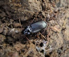 Nebria brevicollis salina - Flickr - gailhampshire by gailhampshire from Cradley, Malvern, U.K. Used under a CC BY 2.0 license.