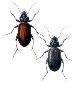 Nebria rufescens rufescens by Edmund Reitter
. Used under a Public domain license.