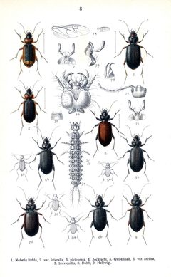 Reitter Nebria by Edmund Reitter
. Used under a Public domain license.