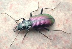 Nebria metallica by David R. Maddison. Used under a CC BY 3.0 license.