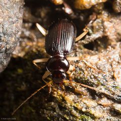Nebria pallipes by Ken-ichi Ueda. Used under a CC BY 4.0 license.