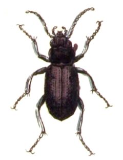 Notiophilus.aquaticus.-.calwer.01.11 by Emil Hochdanz
. Used under a Public domain license.