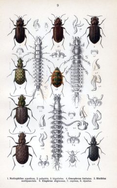 Reitter Notiophilus u.a. by Edmund Reitter (1845–1920). Used under a Public domain license.