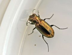 Notiophilus biguttatus01 by wikipedia. Used under a Attribution license.