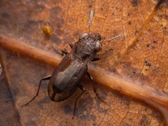 Notiophilus biguttatus 342862725 by Alexis. Used under a CC BY 4.0 license.