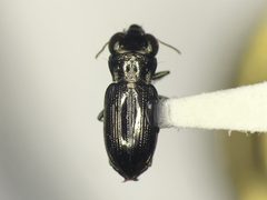 Notiophilus semistriatus by Kyle Rossner. Used under a CC BY 4.0 license.