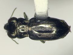 Notiophilus semistriatus 2 by Kyle Rossner. Used under a CC BY 4.0 license.