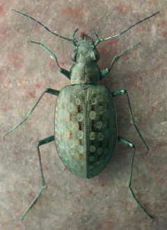 Opisthius richardsoni by David R. Maddison. Used under a CC BY 3.0 license.
