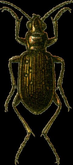 Pelophila borealis Jacobson by Georgiy Jacobson. Used under a Public domain license.