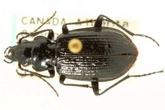 Pelophila rudis by CNC/BIO Photography Group, Centre for Biodiversity Genomics. Used under a CC BY 3.0 license.