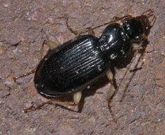 Patrobus longicornis - inat 57258017 by {{{name}}}. Used under a CC BY-SA 4.0 license.