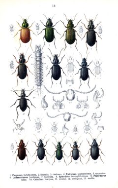 Reitter Pogonus u.a. by wikipedia. Used under a Public domain license.