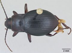 Paratrechina parvula casent0103333 dorsal 1 by April Nobile. Used under a CC BY 4.0 license.
